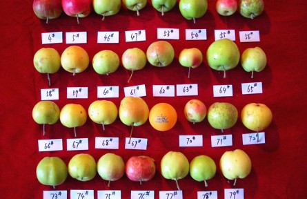 山東農(nóng)大陳學森團隊：破解蘋果生命密碼