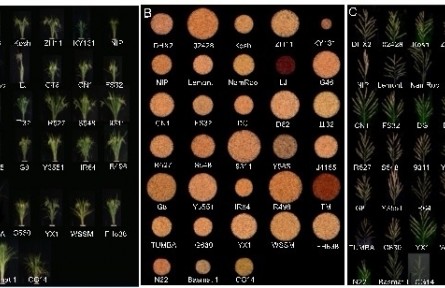 我國(guó)科研人員揭示水稻基因組中的“隱藏”變異