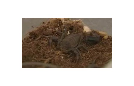 外來物種入侵案例頻發(fā) 有何危害？