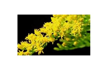 “金棒草”有何危害 為何遭武漢全市防除？