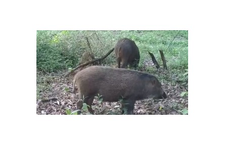 野豬闖入人類生活區(qū) “不速之客”為何頻頻“擾民”？