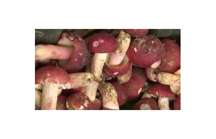 又到一年食菌季 如何安全享美味？