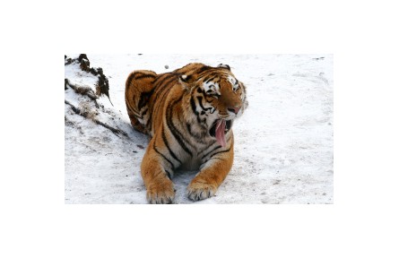 大型猛獸蹤跡頻現(xiàn)為哪般？