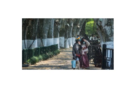 又到一年“飛絮季” 如何防護(hù)？