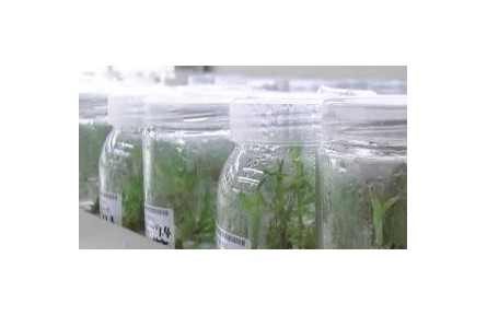 堪稱農(nóng)業(yè)“芯片” 種子如何完好保存？