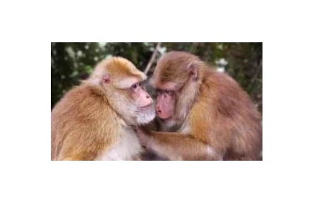 保護(hù)野生動(dòng)植物 我們能做些什么？