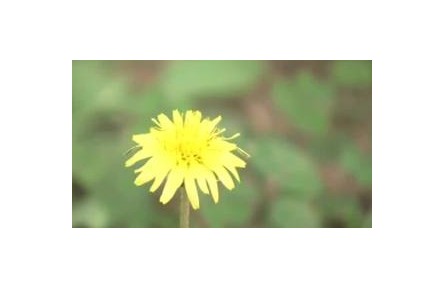 夏末秋初花粉過敏高發(fā) 誰是罪魁禍?zhǔn)祝?></a></td>
<td align=