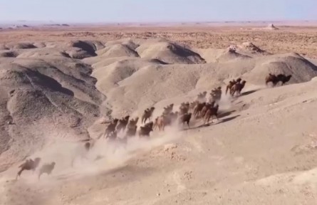 我國(guó)野駱駝種群數(shù)量穩(wěn)步恢復(fù)