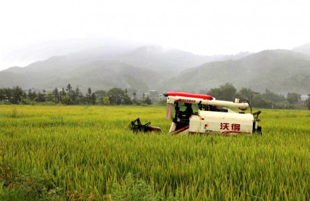 福建浦城：近四萬(wàn)畝再生稻迎來(lái)頭季豐收