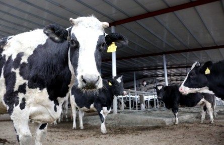 打好種業(yè)翻身仗，“奶牛大省”山東出大招