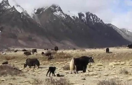 西藏畜牧業(yè)走上高質量發(fā)展之路