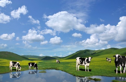 奶牛肉牛育種創(chuàng)新要由“點(diǎn)”到“面”