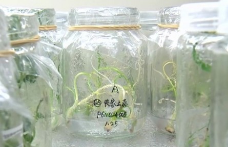 劉錄祥：種質(zhì)資源保護(hù)是糧食安全重要基礎(chǔ)