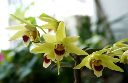 物種故事 | 石斛：生長(zhǎng)于峭壁之上，也無(wú)法逃脫一度被采挖殆盡的命運(yùn)