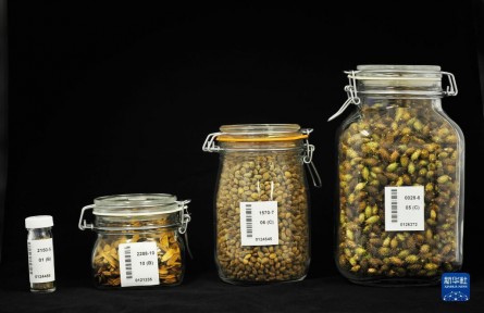 中國(guó)西南野生生物種質(zhì)資源庫(kù)：在這里，種子可活千年