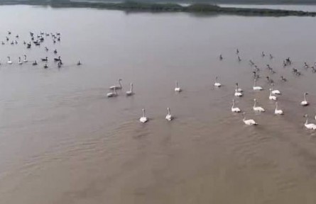 江西：60多萬只越冬候鳥飛抵鄱陽湖