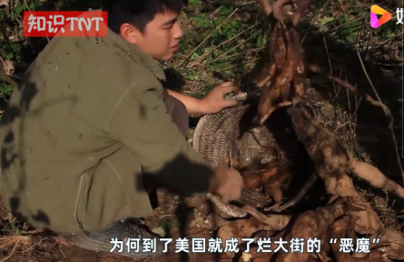 “亞洲人參”葛根在美國泛濫成災(zāi)，為何他們寧愿花錢清理也不吃？