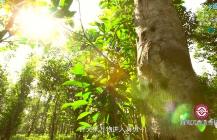 沉于時光 香于歲月——海南沉香造香技藝