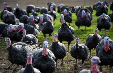 火雞這么貴，真比平時吃的雞更有營養(yǎng)嗎？