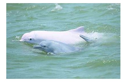 物種故事 | 中華白海豚：我是萌萌的“海上大熊貓”，我需要你的保護(hù)