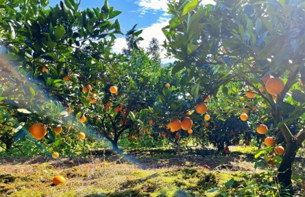 福建南平回龍鄉(xiāng)：臍橙豐收果農(nóng)笑