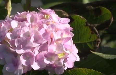 云南：發(fā)展特色產(chǎn)業(yè) 壯大集體經(jīng)濟(jì) 為鄉(xiāng)村振興釋放活力