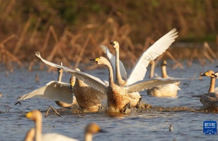 江西：候鳥(niǎo)南歸鄱陽(yáng)湖
