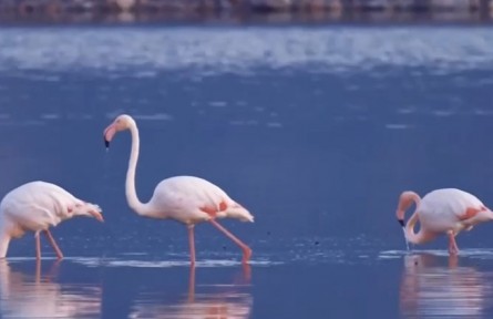 山西運(yùn)城：火烈鳥(niǎo)漫步湖面 鹽湖生態(tài)持續(xù)向好