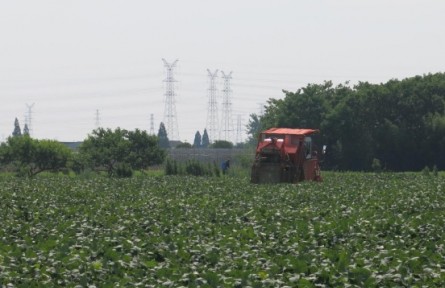 全程機(jī)械化規(guī)?；N植  浙江鮮食大豆產(chǎn)量逆勢(shì)上揚(yáng)