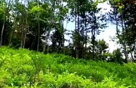 陜西安康：深化產(chǎn)業(yè)幫扶 帶動村民富鄉(xiāng)村興