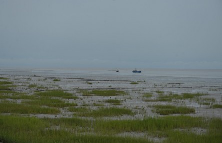 物種故事 | 讓人又愛(ài)又恨的互花米草