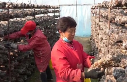 河南漯河：勞模合力團 凝力聚才助推鄉(xiāng)村振興