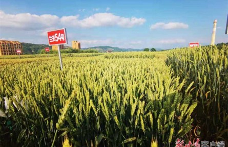 甘肅：糧食總產(chǎn)量再創(chuàng)歷史新高