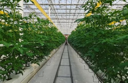 加快推進(jìn)設(shè)施種植機(jī)械化，山東這樣干