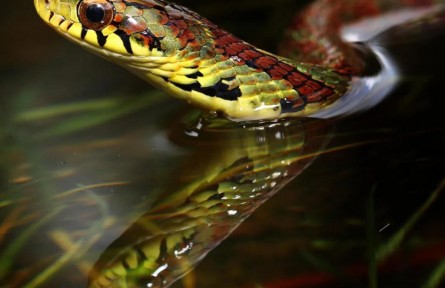 大眼斜鱗蛇：可甜可咸，我是不一樣的煙火