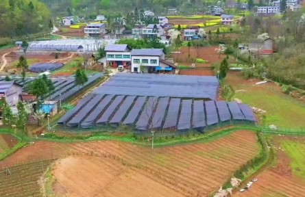 四川達(dá)州萬源市：大力發(fā)展中藥材 抓好鄉(xiāng)村振興“藥引子”