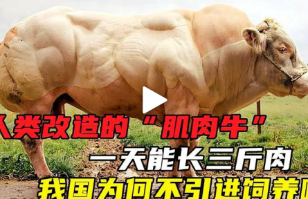 人類改造的“肌肉牛”  一天能長三斤肉