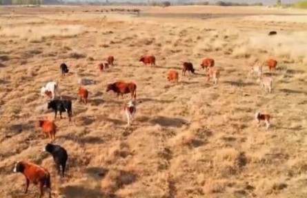 新疆巴州：天蒼蒼，野茫茫，風(fēng)吹草低見(jiàn)牛羊