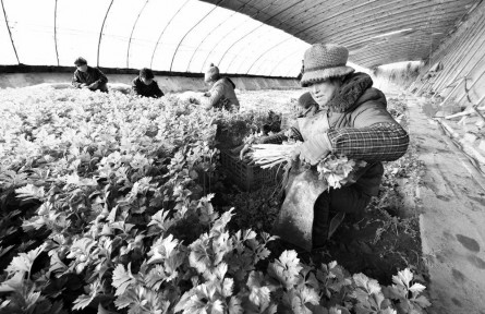 青海：2021年經(jīng)濟(jì)作物產(chǎn)值近34.5億元