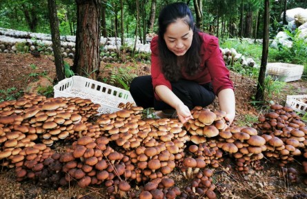 丁德芬家庭：茶樹菇鋪展林下經(jīng)濟(jì)致富路