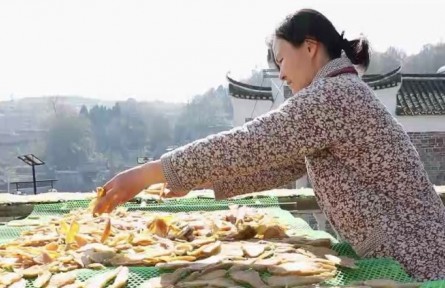 湖南寧遠小桃源村：古村落打造新品牌 小紅薯培育大產業(yè)