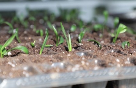 百合育苗 這樣完成