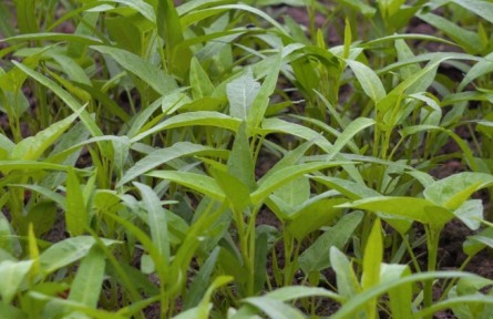 農(nóng)作物小百科：空心菜