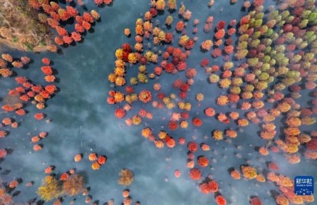 云南昆明：水杉濕地美如畫(huà)