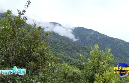西藏墨脫縣江新村：熱帶水果種植讓庭院“方寸地”變增收“聚寶盆”
