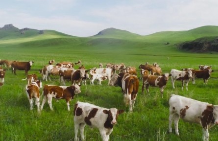 內(nèi)蒙古興安盟：加快推進(jìn)奶業(yè)振興 全力打造“綠色奶罐”