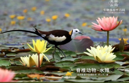 物種故事 | 水雉：雌鳥“開疆?dāng)U土” 雄鳥孵卵喂食
