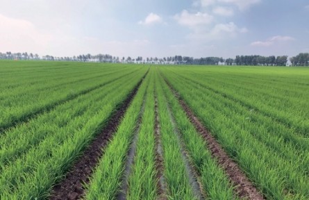 看旱作節(jié)水農(nóng)業(yè)如何筑牢大國(guó)糧倉(cāng)