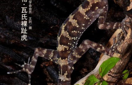 物種故事 | 瓦氏裸趾虎：雖然不會(huì)爬窗戶，可我長(zhǎng)得萌??！