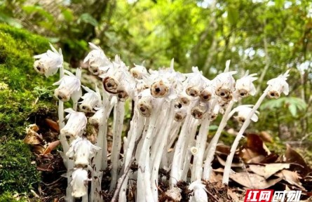 物種故事 | 水晶蘭：晶瑩潔白的我喜歡生長(zhǎng)在人跡罕至的地方